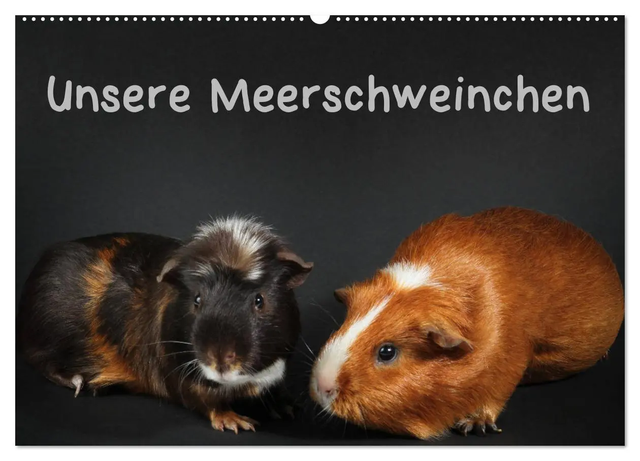 Cover: 9783457904893 | Unsere Meerschweinchen (Wandkalender 2026 DIN A2 quer), CALVENDO...