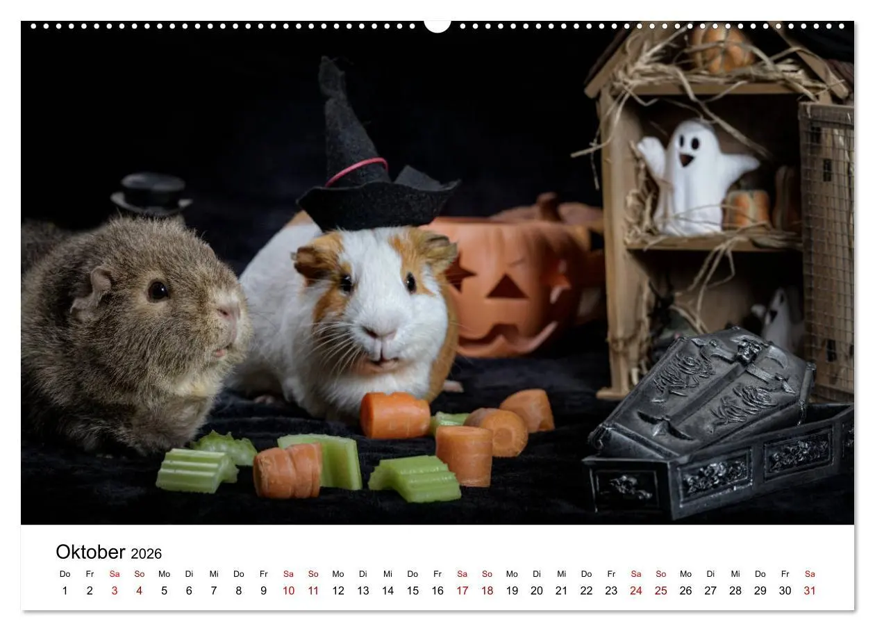 Bild: 9783457904893 | Unsere Meerschweinchen (Wandkalender 2026 DIN A2 quer), CALVENDO...