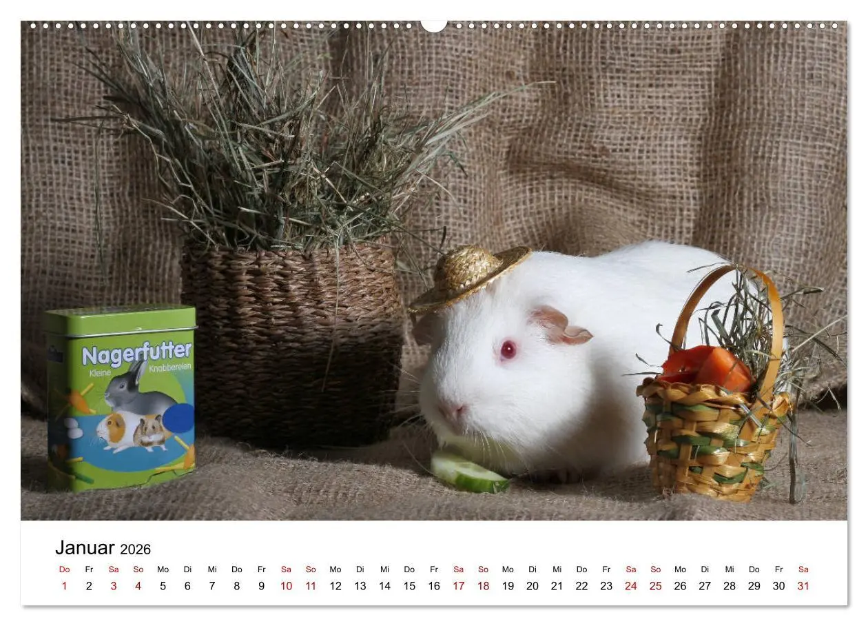Bild: 9783457904893 | Unsere Meerschweinchen (Wandkalender 2026 DIN A2 quer), CALVENDO...