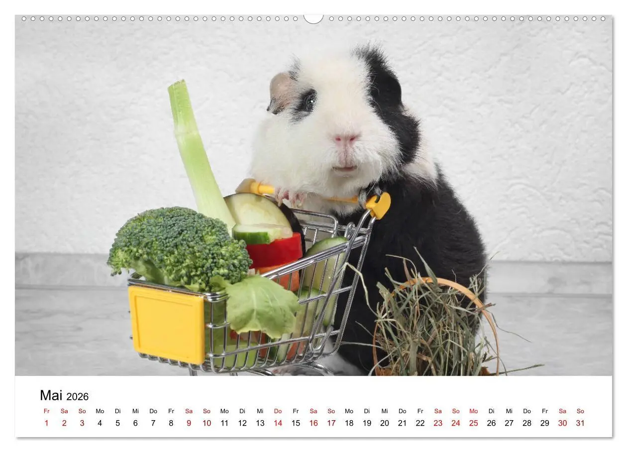 Bild: 9783457904893 | Unsere Meerschweinchen (Wandkalender 2026 DIN A2 quer), CALVENDO...