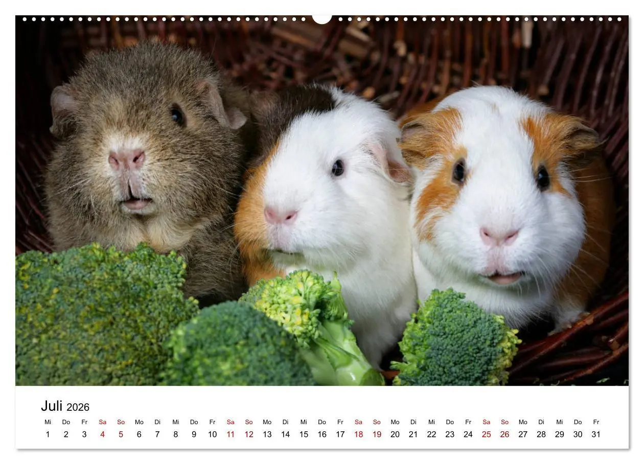 Bild: 9783457904893 | Unsere Meerschweinchen (Wandkalender 2026 DIN A2 quer), CALVENDO...