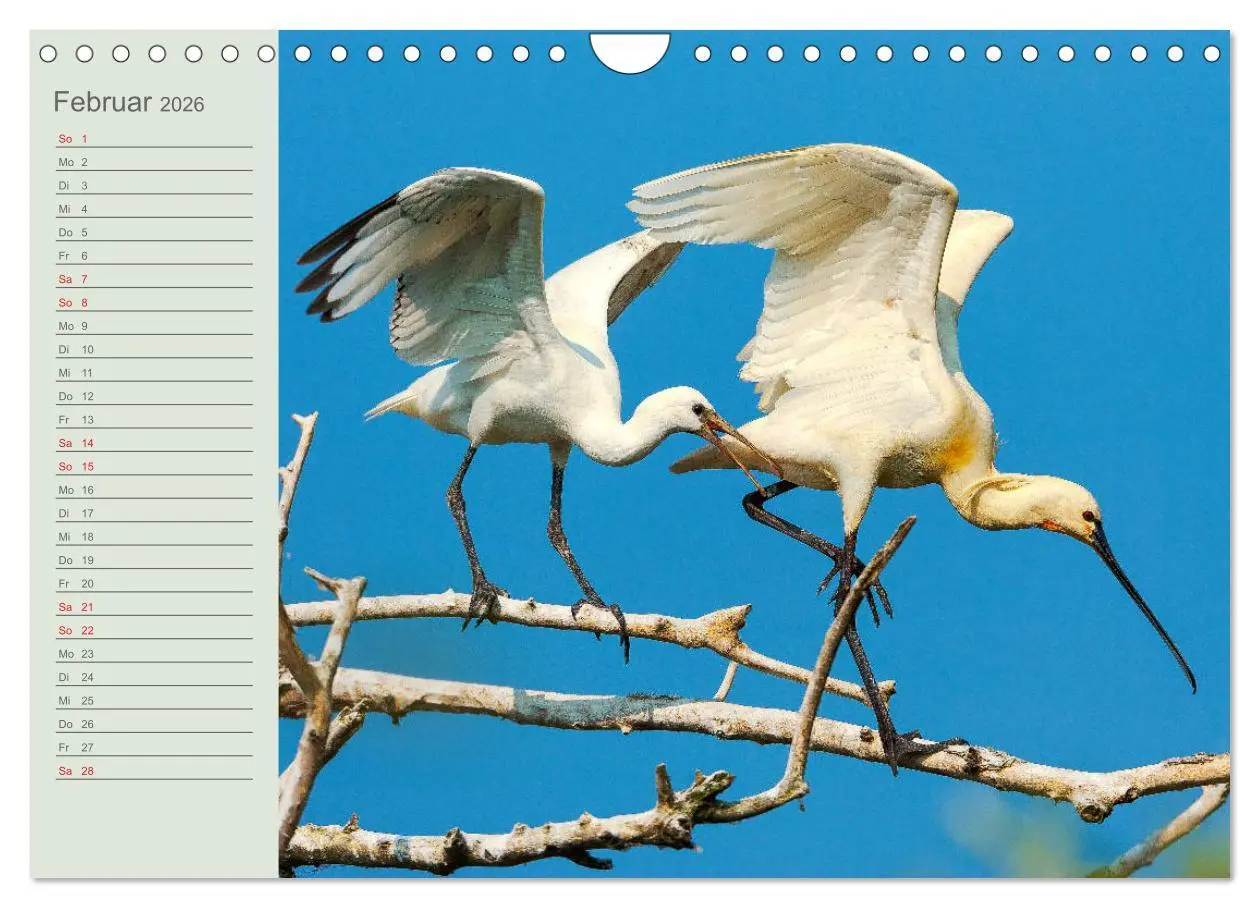Bild: 9783457684993 | Donaudelta - Tierparadies am Schwarzen Meer (Wandkalender 2026 DIN...