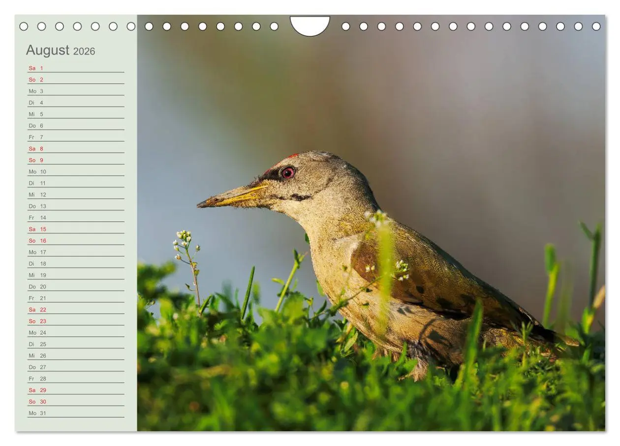 Bild: 9783457684993 | Donaudelta - Tierparadies am Schwarzen Meer (Wandkalender 2026 DIN...