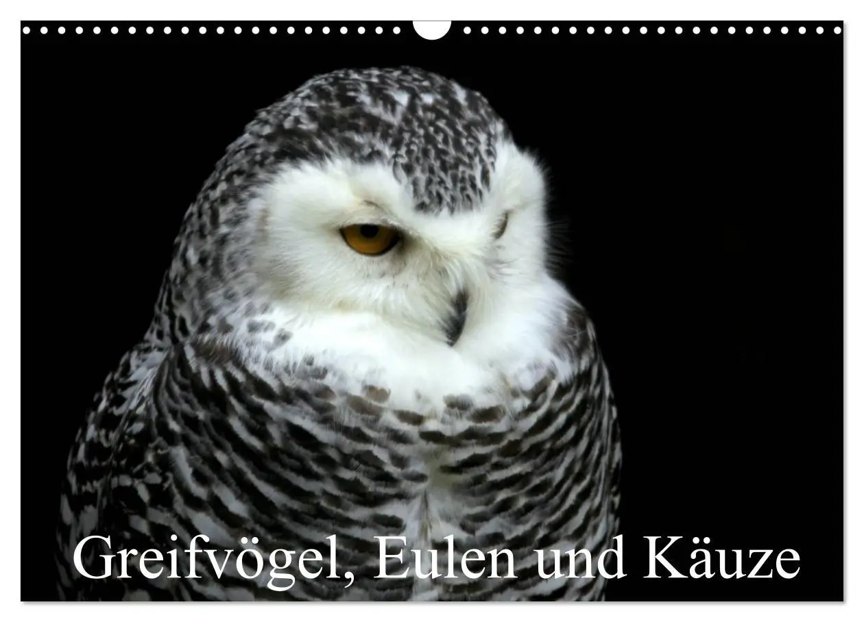 Cover: 9783457994993 | Greifvögel, Eulen und Käuze (Wandkalender 2026 DIN A3 quer),...