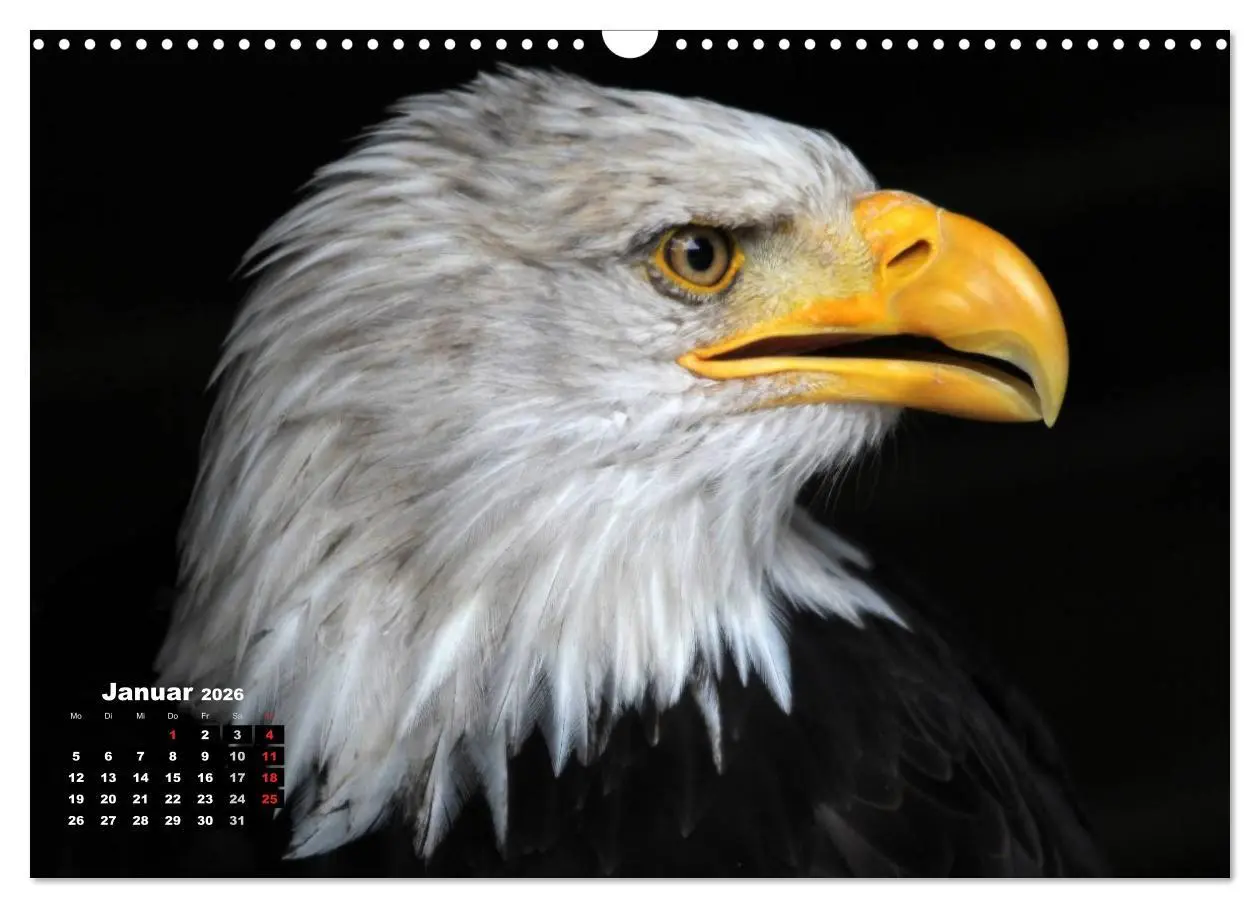 Bild: 9783457994993 | Greifvögel, Eulen und Käuze (Wandkalender 2026 DIN A3 quer),...
