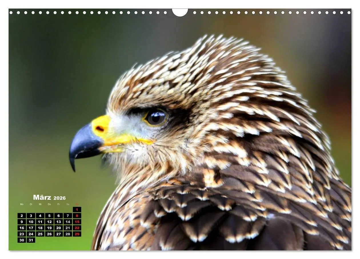Bild: 9783457994993 | Greifvögel, Eulen und Käuze (Wandkalender 2026 DIN A3 quer),...