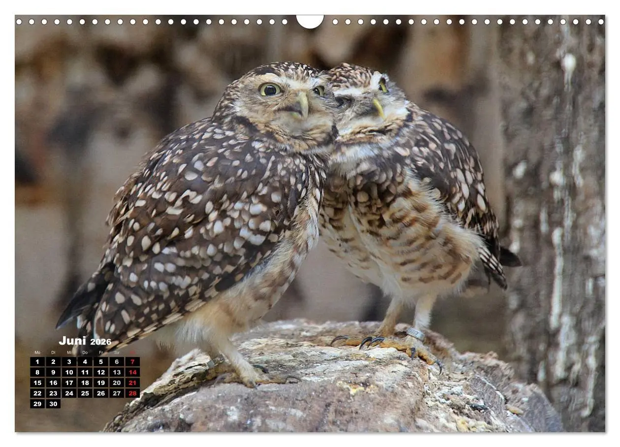 Bild: 9783457994993 | Greifvögel, Eulen und Käuze (Wandkalender 2026 DIN A3 quer),...
