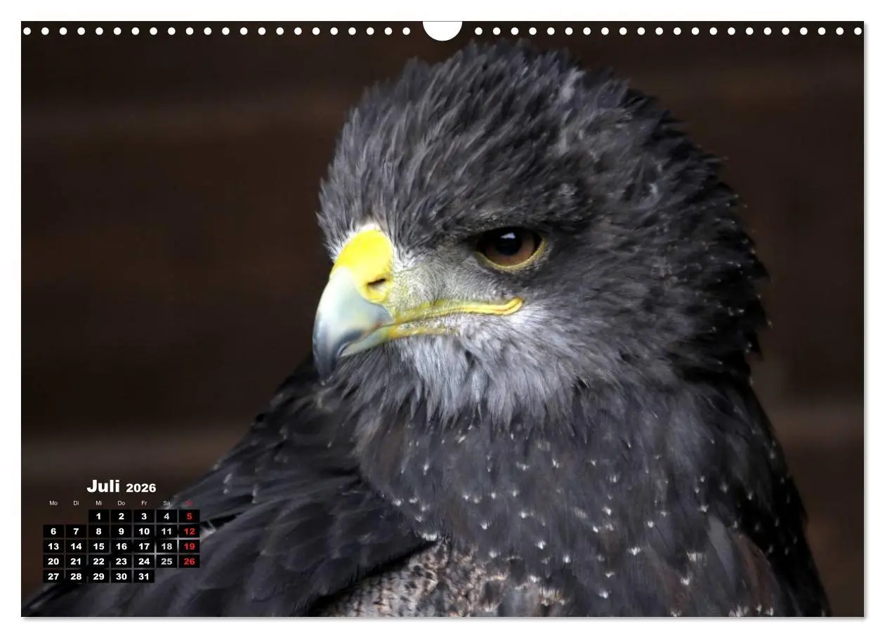Bild: 9783457994993 | Greifvögel, Eulen und Käuze (Wandkalender 2026 DIN A3 quer),...