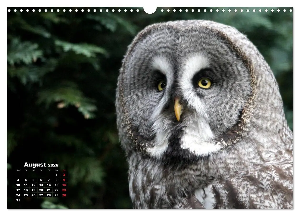 Bild: 9783457994993 | Greifvögel, Eulen und Käuze (Wandkalender 2026 DIN A3 quer),...