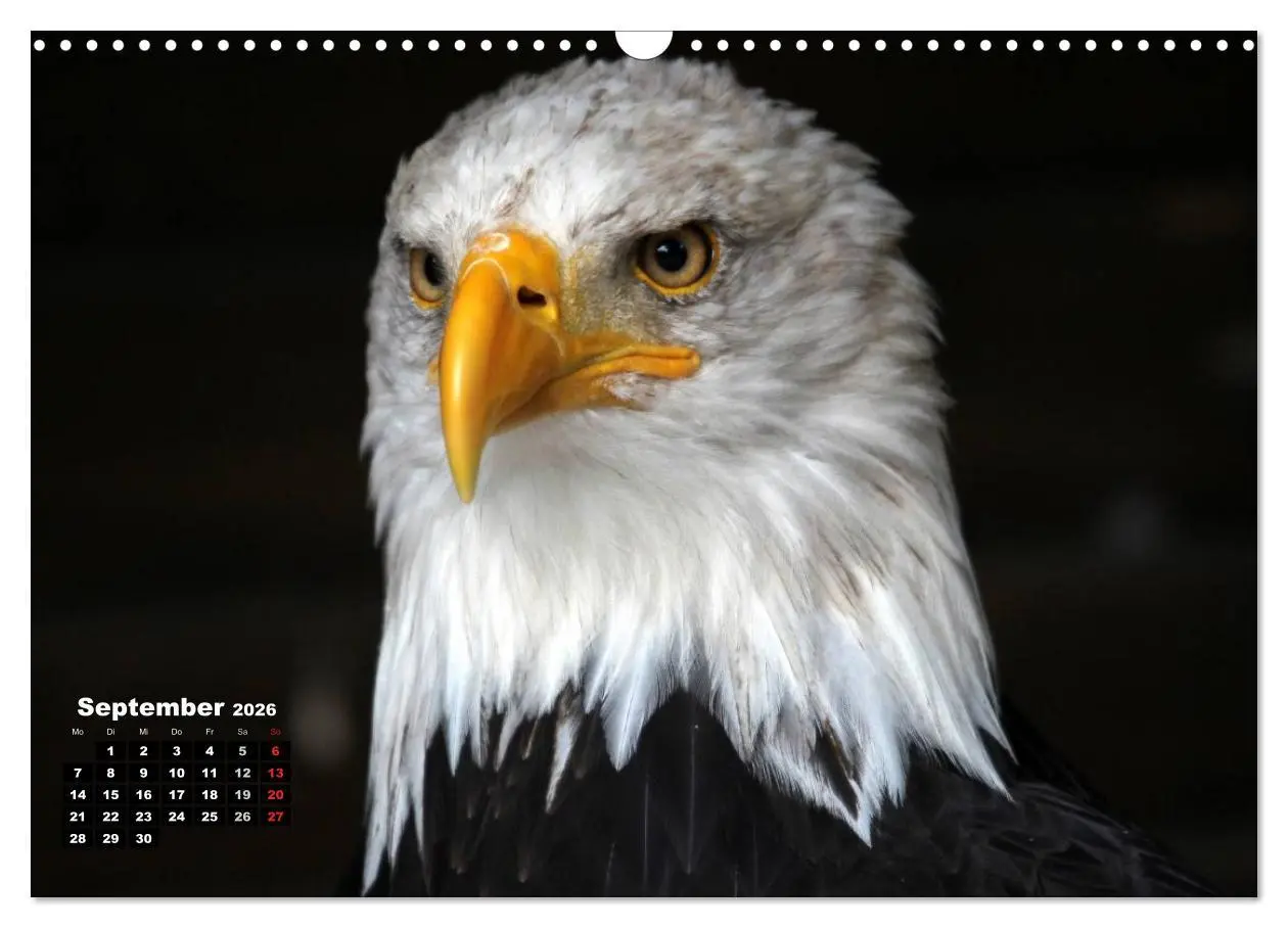 Bild: 9783457994993 | Greifvögel, Eulen und Käuze (Wandkalender 2026 DIN A3 quer),...