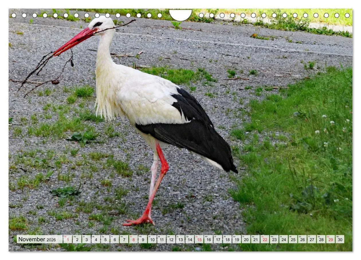 Bild: 9783457565193 | Zeit der Störche (Wandkalender 2026 DIN A4 quer), CALVENDO...
