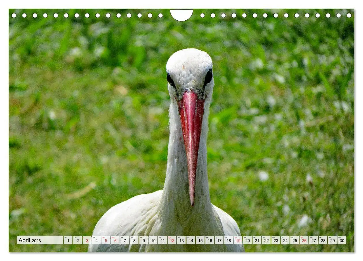 Bild: 9783457565193 | Zeit der Störche (Wandkalender 2026 DIN A4 quer), CALVENDO...