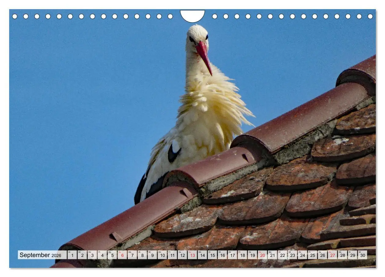 Bild: 9783457565193 | Zeit der Störche (Wandkalender 2026 DIN A4 quer), CALVENDO...