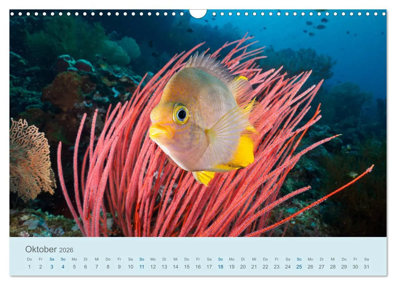 Bild: 9783457775493 | Abenteuer Unterwasser (Wandkalender 2026 DIN A3 quer), CALVENDO...