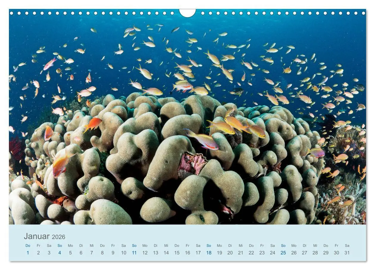 Bild: 9783457775493 | Abenteuer Unterwasser (Wandkalender 2026 DIN A3 quer), CALVENDO...