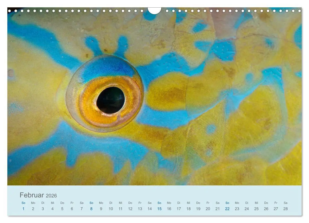 Bild: 9783457775493 | Abenteuer Unterwasser (Wandkalender 2026 DIN A3 quer), CALVENDO...