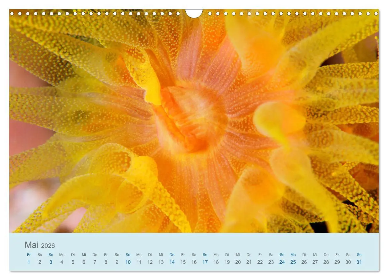 Bild: 9783457775493 | Abenteuer Unterwasser (Wandkalender 2026 DIN A3 quer), CALVENDO...