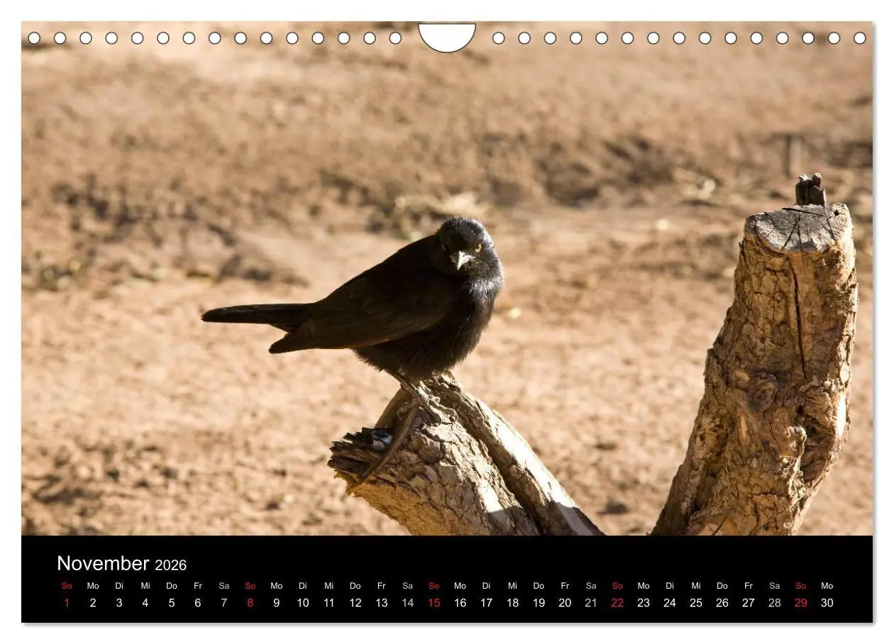 Bild: 9783516175493 | Namibia - Schöne Ansichten (Wandkalender 2026 DIN A4 quer),...