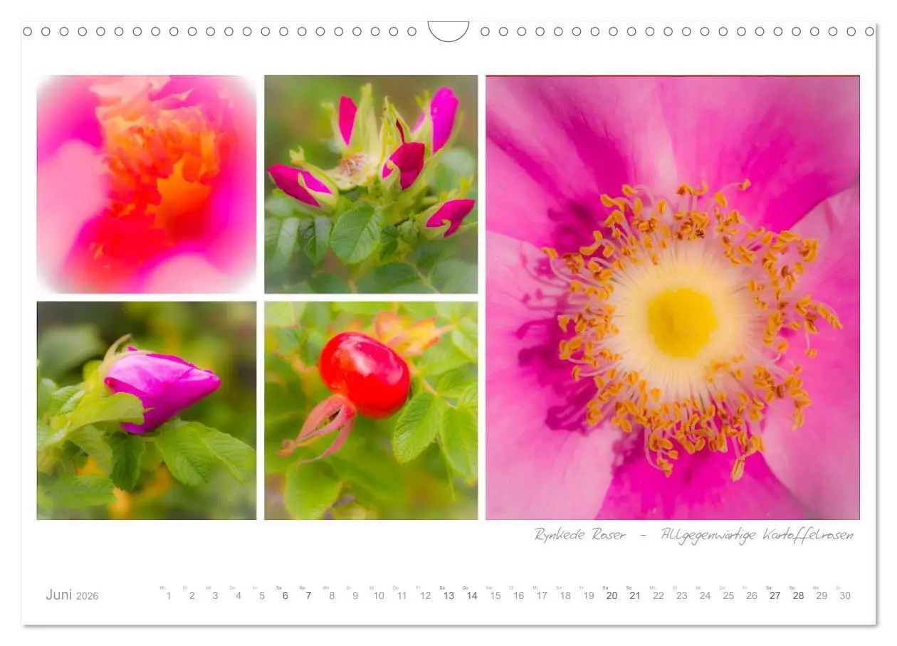 Bild: 9783516205893 | Sehnsucht Dänemark - Danmark (Wandkalender 2026 DIN A3 quer),...