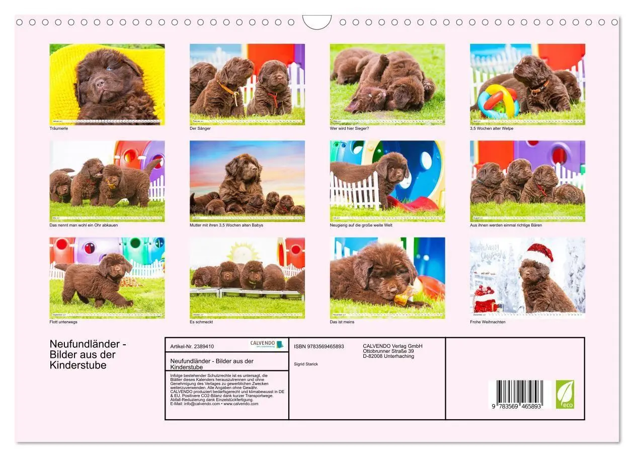 Bild: 9783569465893 | Neufundländer - Bilder aus der Kinderstube (Wandkalender 2027 DIN...