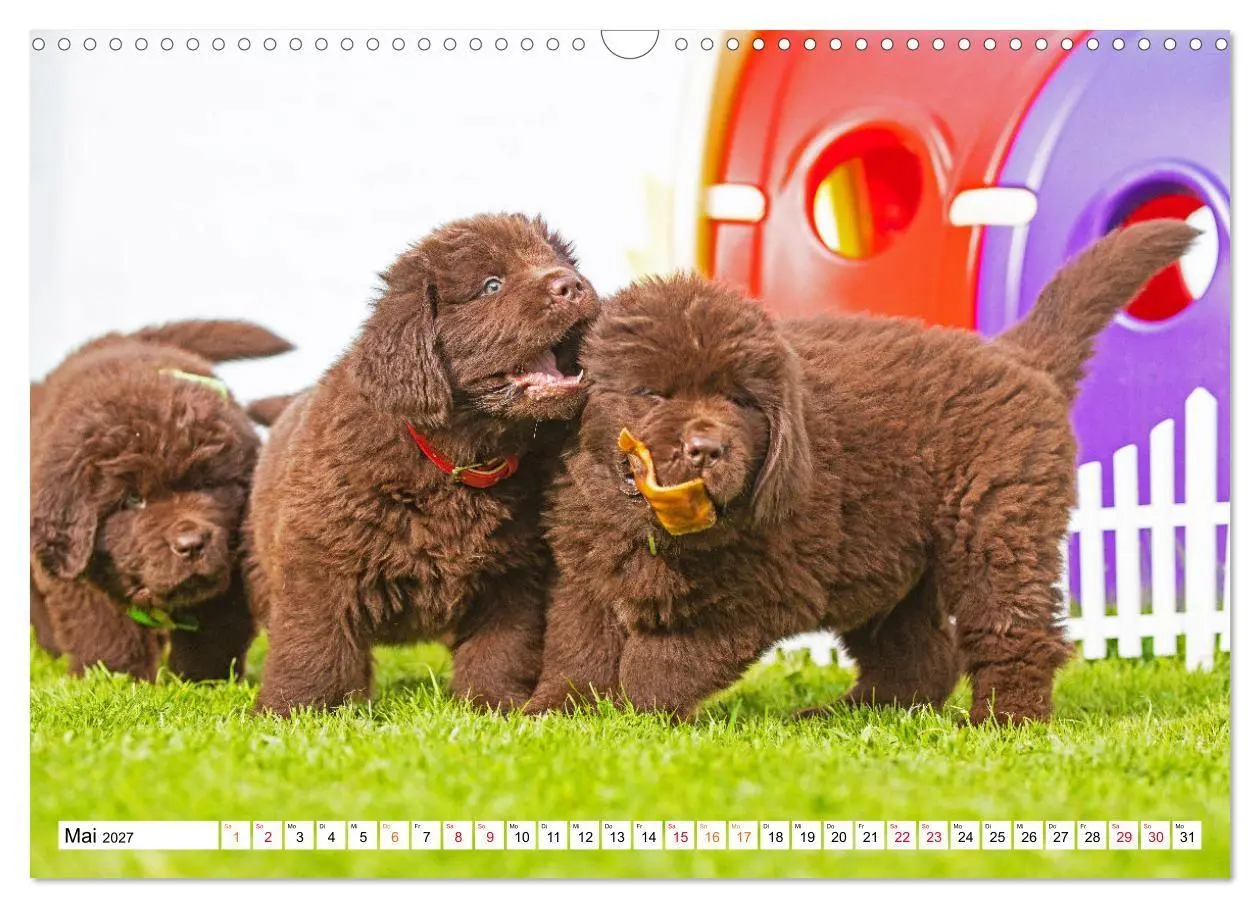 Bild: 9783569465893 | Neufundländer - Bilder aus der Kinderstube (Wandkalender 2027 DIN...