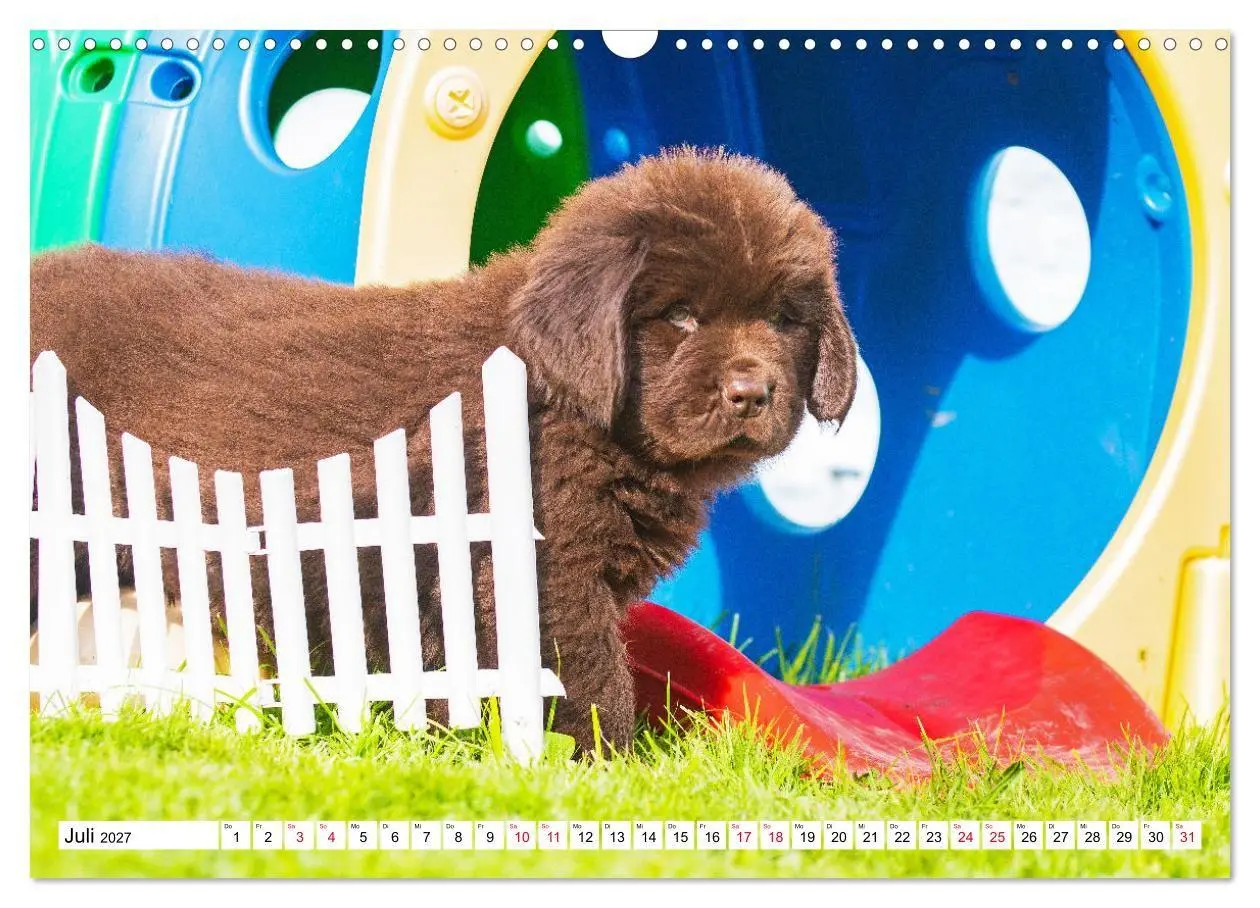 Bild: 9783569465893 | Neufundländer - Bilder aus der Kinderstube (Wandkalender 2027 DIN...
