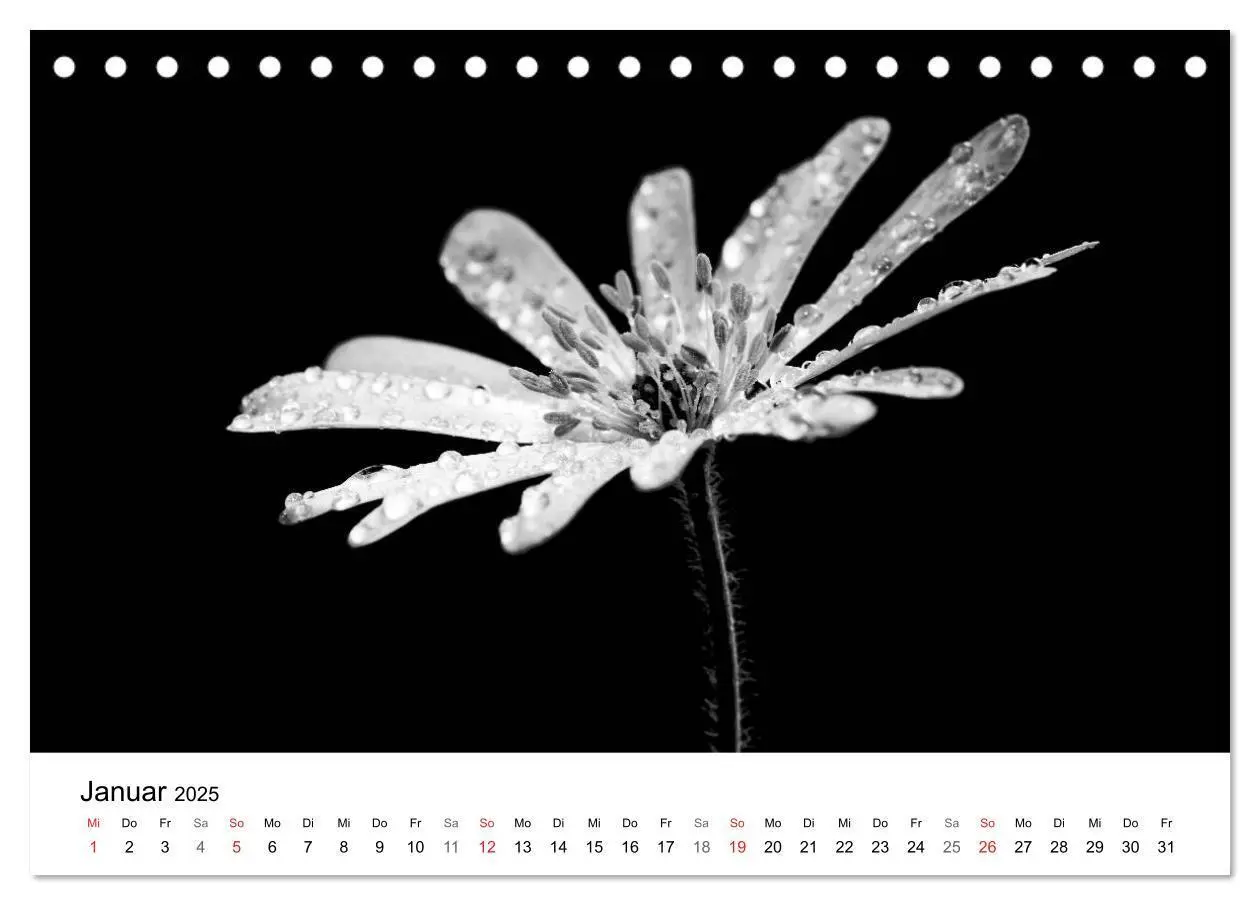 Bild: 9783435635993 | Blumen 2025, Schwarz-Weiß (Tischkalender 2025 DIN A5 quer),...