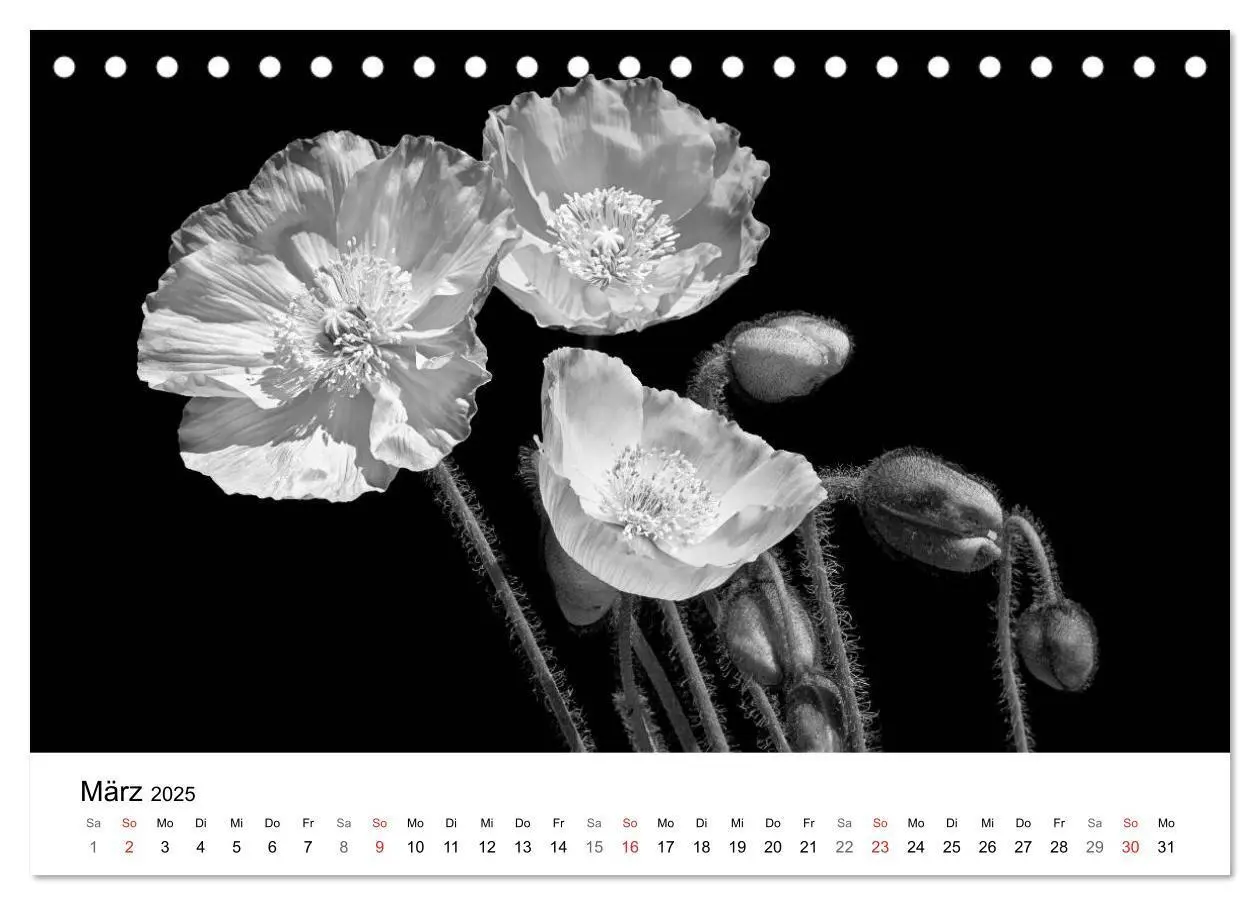 Bild: 9783435635993 | Blumen 2025, Schwarz-Weiß (Tischkalender 2025 DIN A5 quer),...