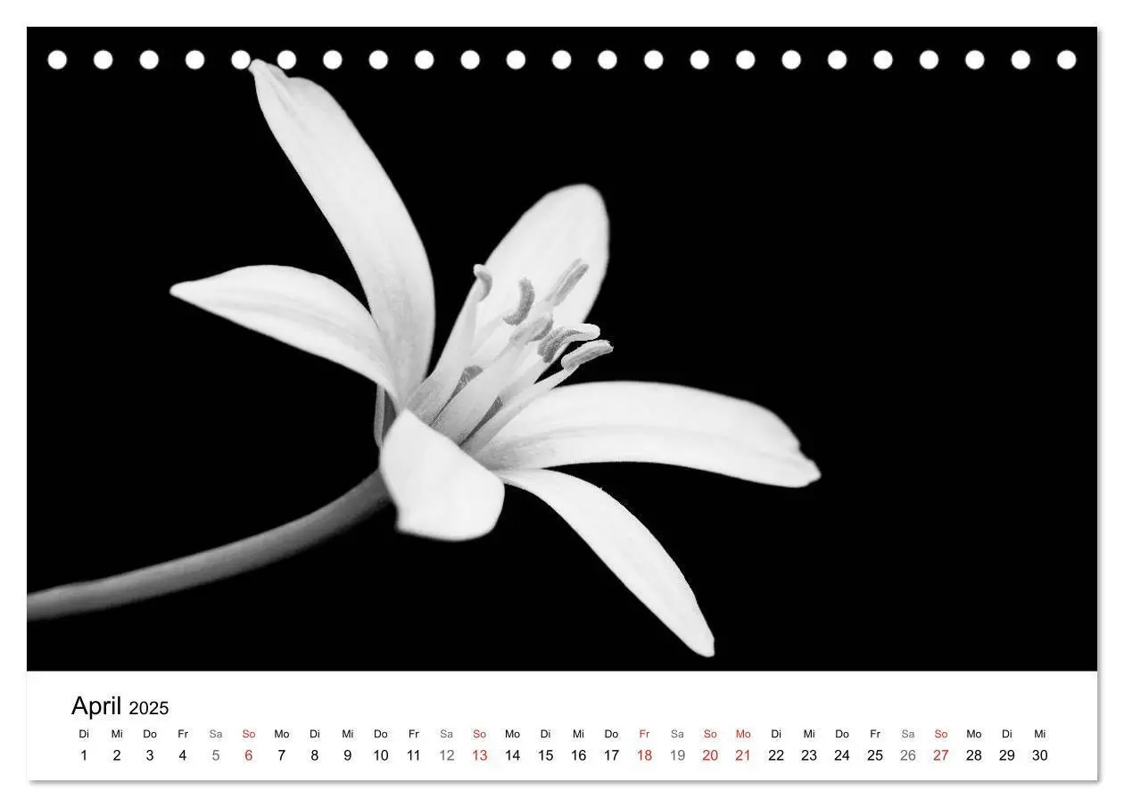 Bild: 9783435635993 | Blumen 2025, Schwarz-Weiß (Tischkalender 2025 DIN A5 quer),...