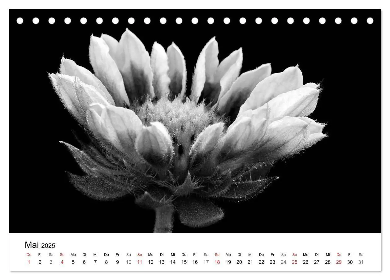 Bild: 9783435635993 | Blumen 2025, Schwarz-Weiß (Tischkalender 2025 DIN A5 quer),...