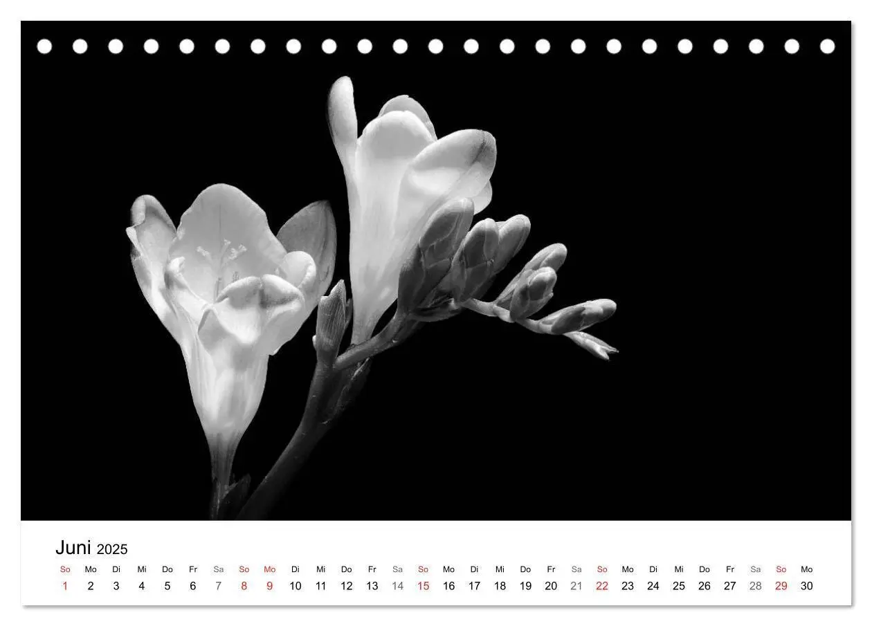 Bild: 9783435635993 | Blumen 2025, Schwarz-Weiß (Tischkalender 2025 DIN A5 quer),...