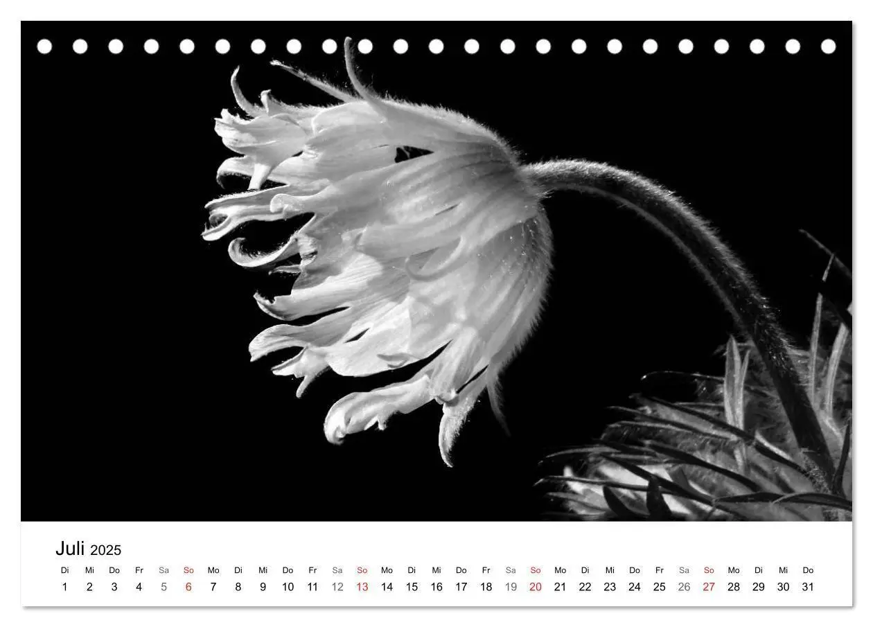 Bild: 9783435635993 | Blumen 2025, Schwarz-Weiß (Tischkalender 2025 DIN A5 quer),...