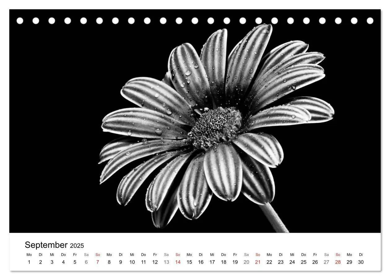 Bild: 9783435635993 | Blumen 2025, Schwarz-Weiß (Tischkalender 2025 DIN A5 quer),...