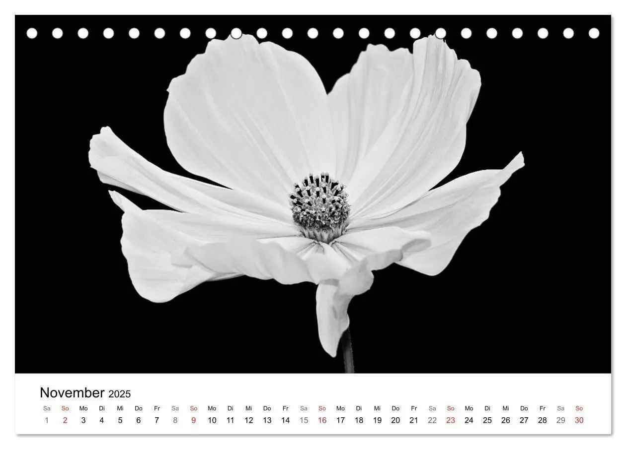 Bild: 9783435635993 | Blumen 2025, Schwarz-Weiß (Tischkalender 2025 DIN A5 quer),...