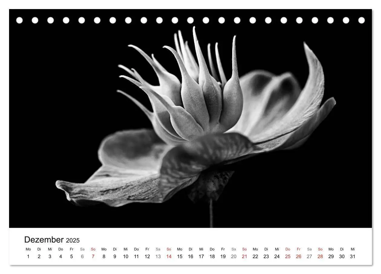 Bild: 9783435635993 | Blumen 2025, Schwarz-Weiß (Tischkalender 2025 DIN A5 quer),...