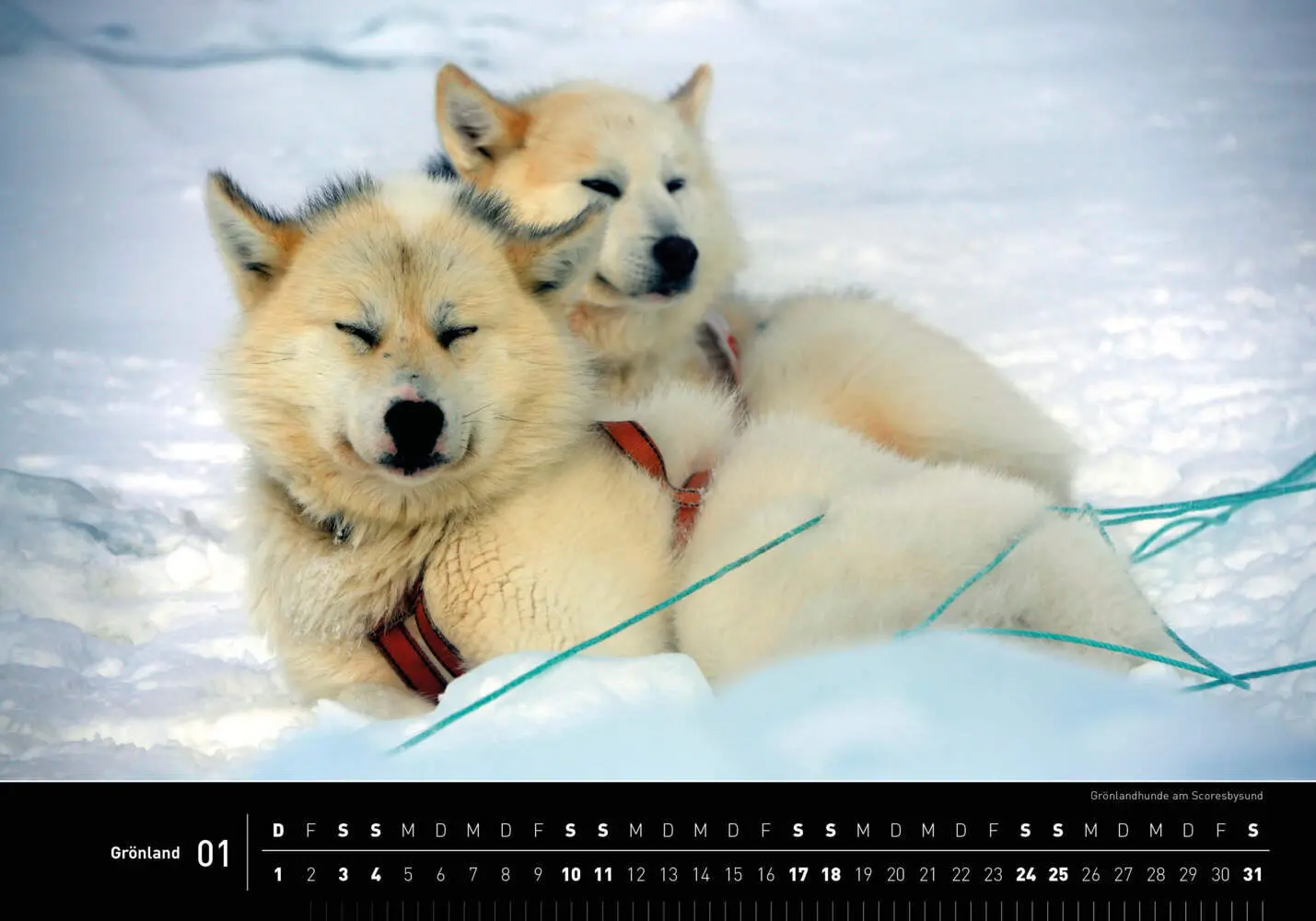 Bild: 9783968556093 | Grönland Premiumkalender 2026 | Martin Wein | Kalender | Spiralbindung