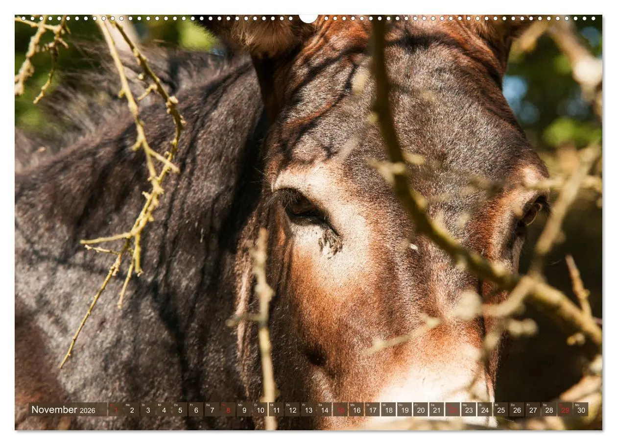 Bild: 9783457756393 | Kunterbunte Eselwelt - Liebenswerte Langohren (Wandkalender 2026...