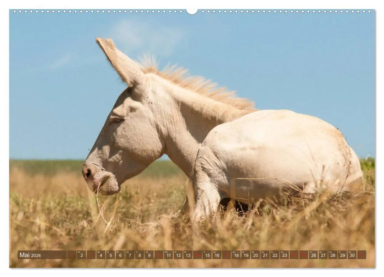 Bild: 9783457756393 | Kunterbunte Eselwelt - Liebenswerte Langohren (Wandkalender 2026...