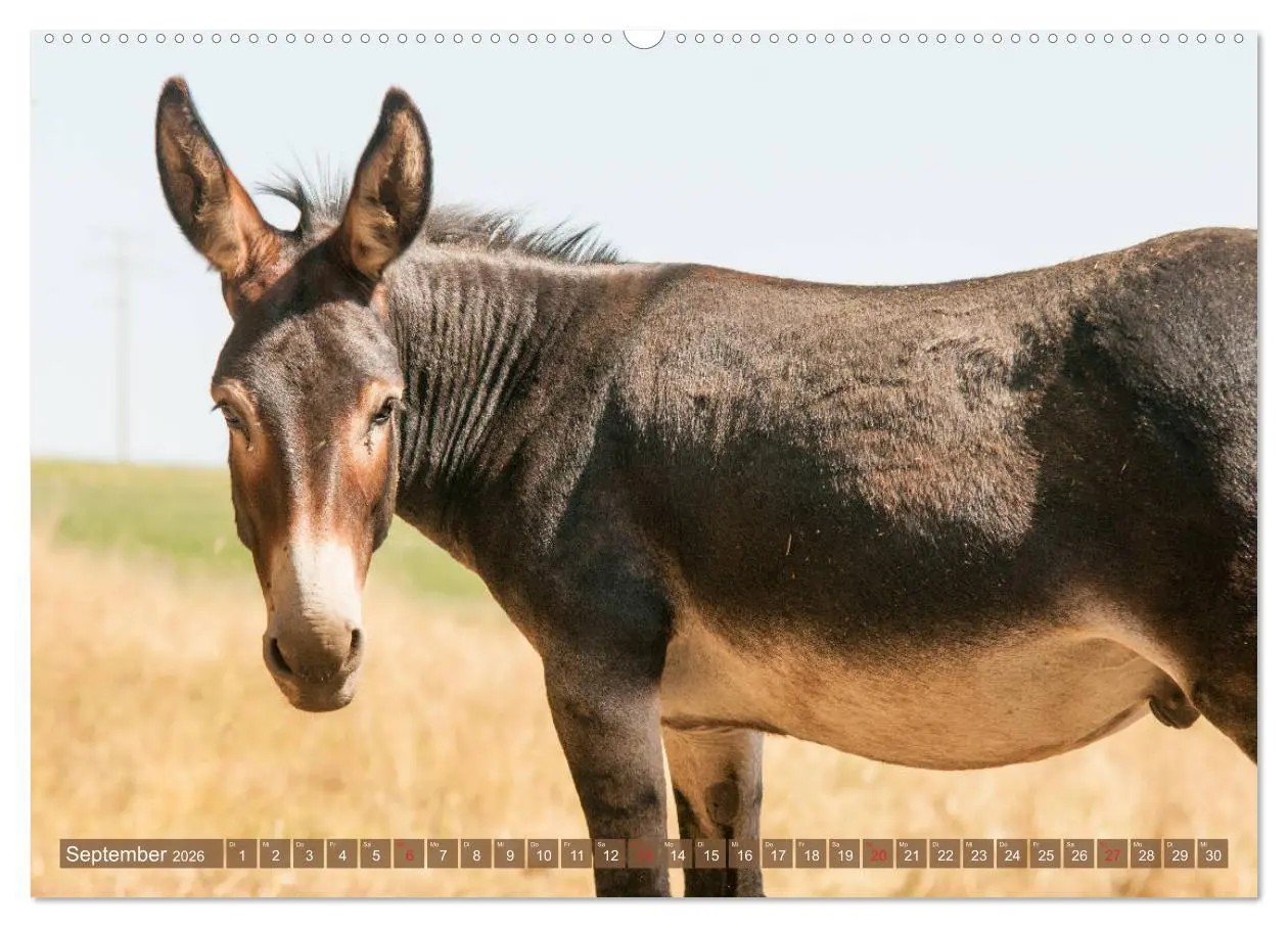 Bild: 9783457756393 | Kunterbunte Eselwelt - Liebenswerte Langohren (Wandkalender 2026...