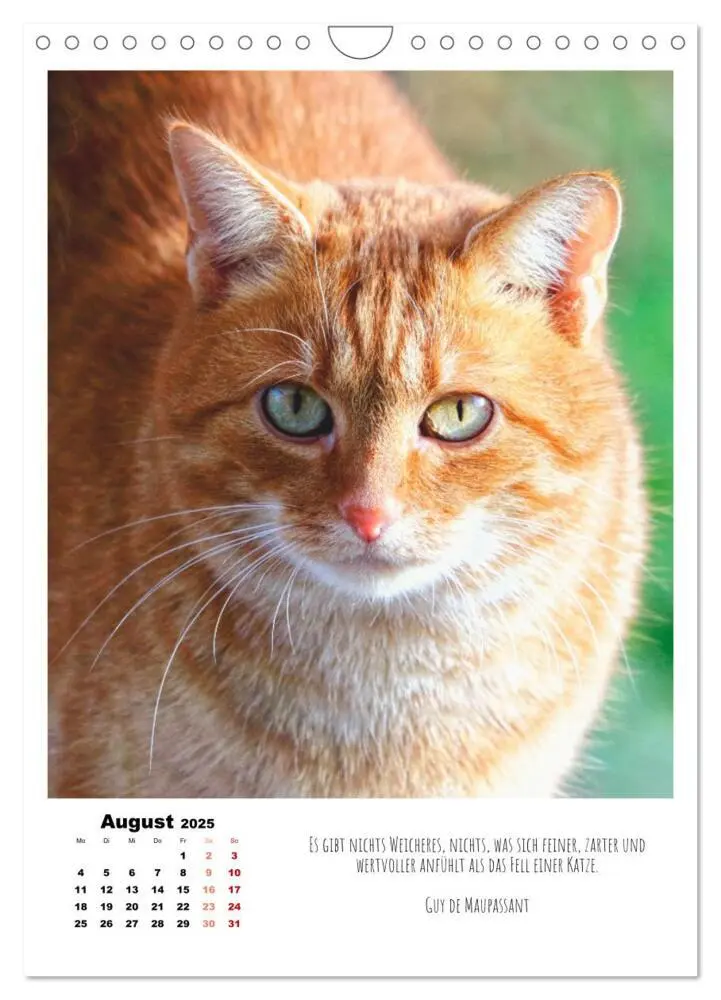 Bild: 9783435896493 | Stubentiger im Portrait (Wandkalender 2025 DIN A4 hoch), CALVENDO...