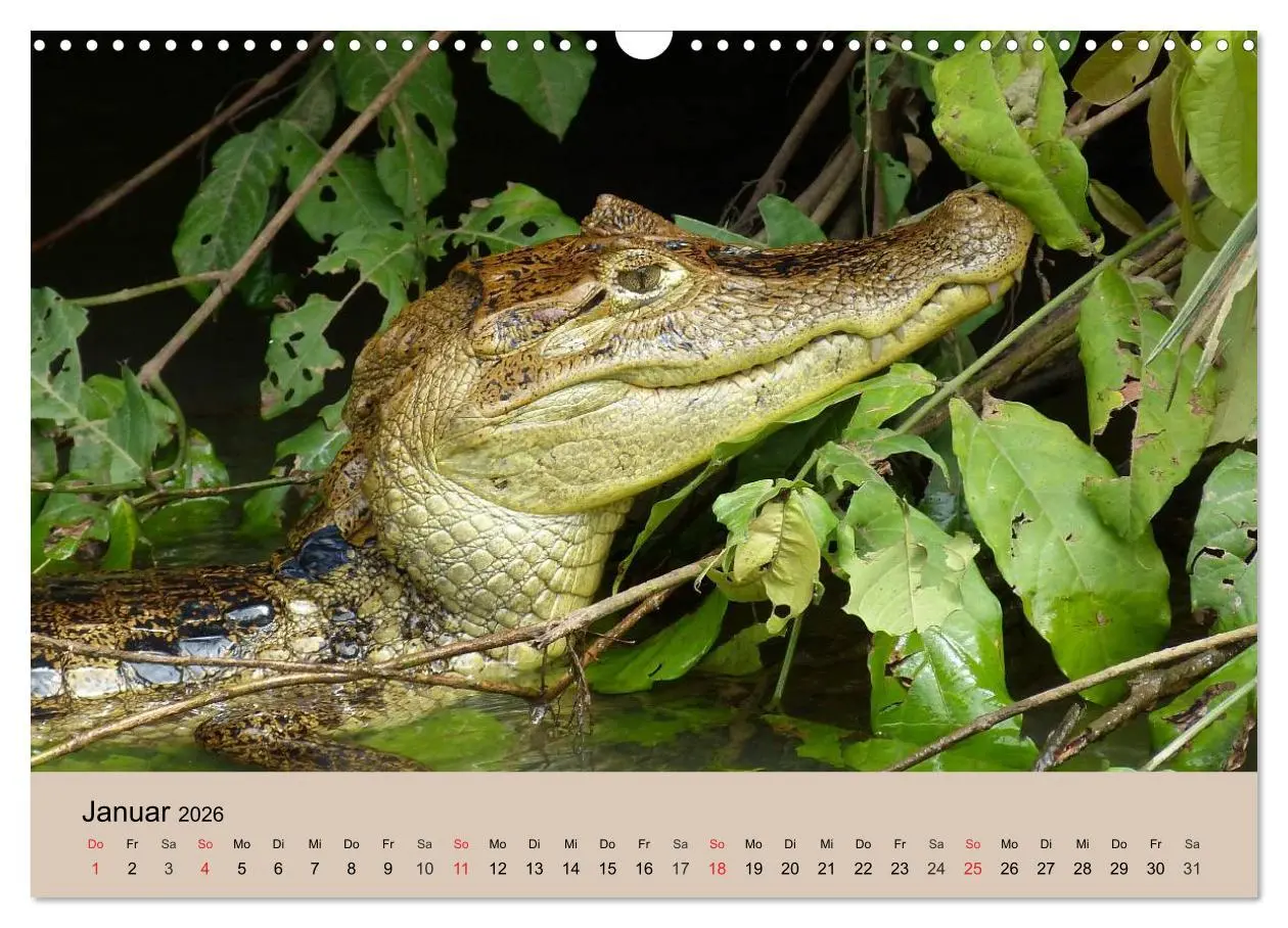 Bild: 9783516146493 | Brasilien. Impressionen (Wandkalender 2026 DIN A3 quer), CALVENDO...