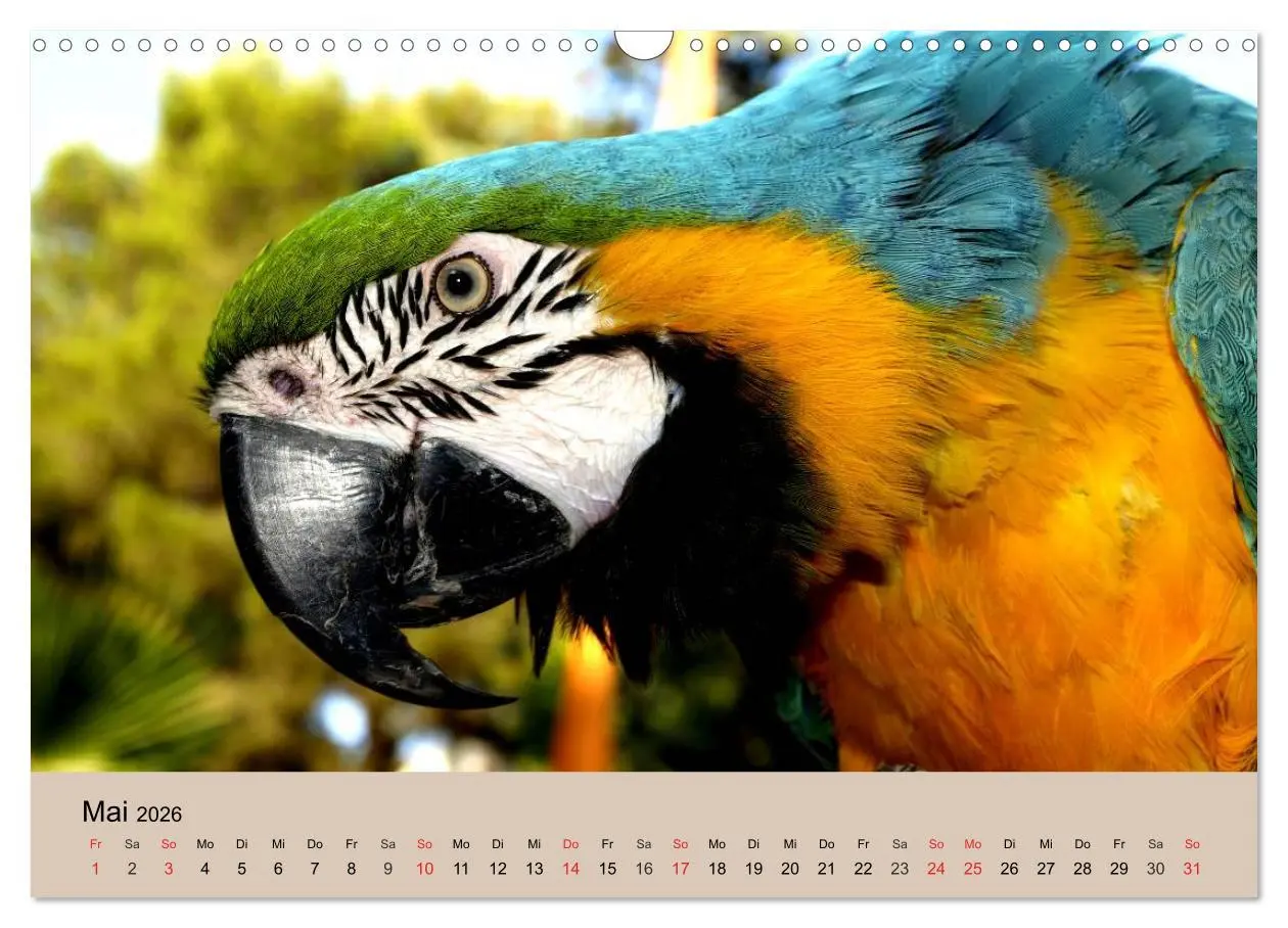 Bild: 9783516146493 | Brasilien. Impressionen (Wandkalender 2026 DIN A3 quer), CALVENDO...