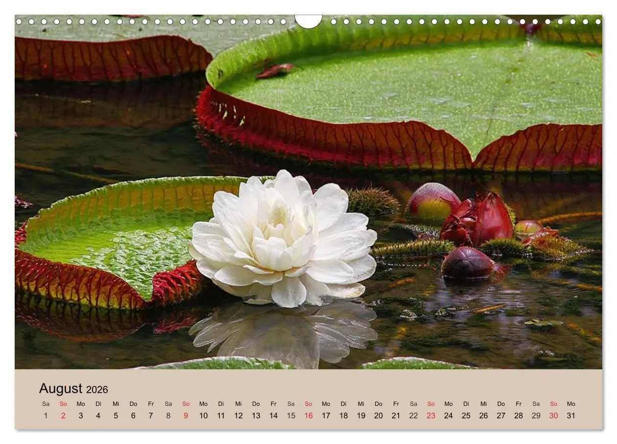 Bild: 9783516146493 | Brasilien. Impressionen (Wandkalender 2026 DIN A3 quer), CALVENDO...