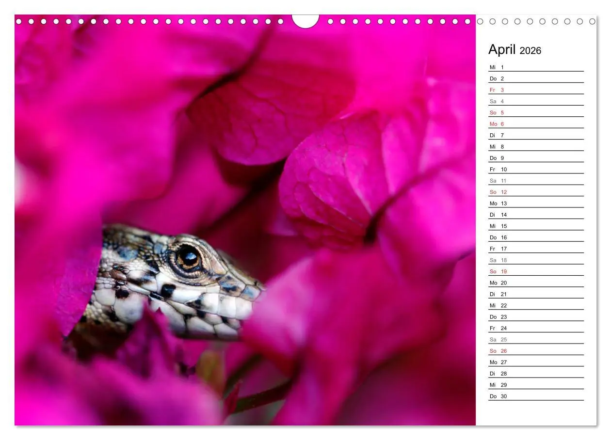 Bild: 9783457726693 | Wildromatisches Korsika (Wandkalender 2026 DIN A3 quer), CALVENDO...