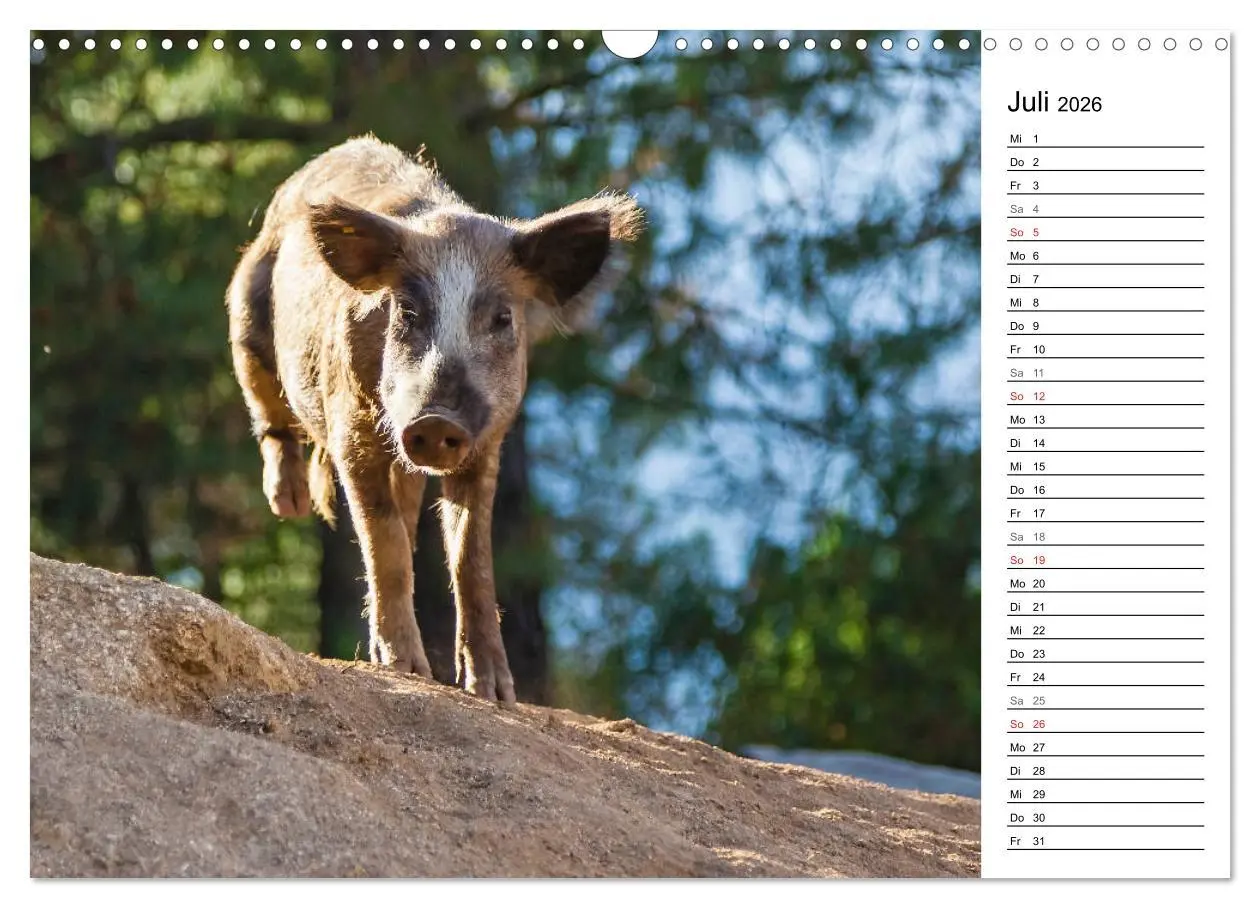 Bild: 9783457726693 | Wildromatisches Korsika (Wandkalender 2026 DIN A3 quer), CALVENDO...