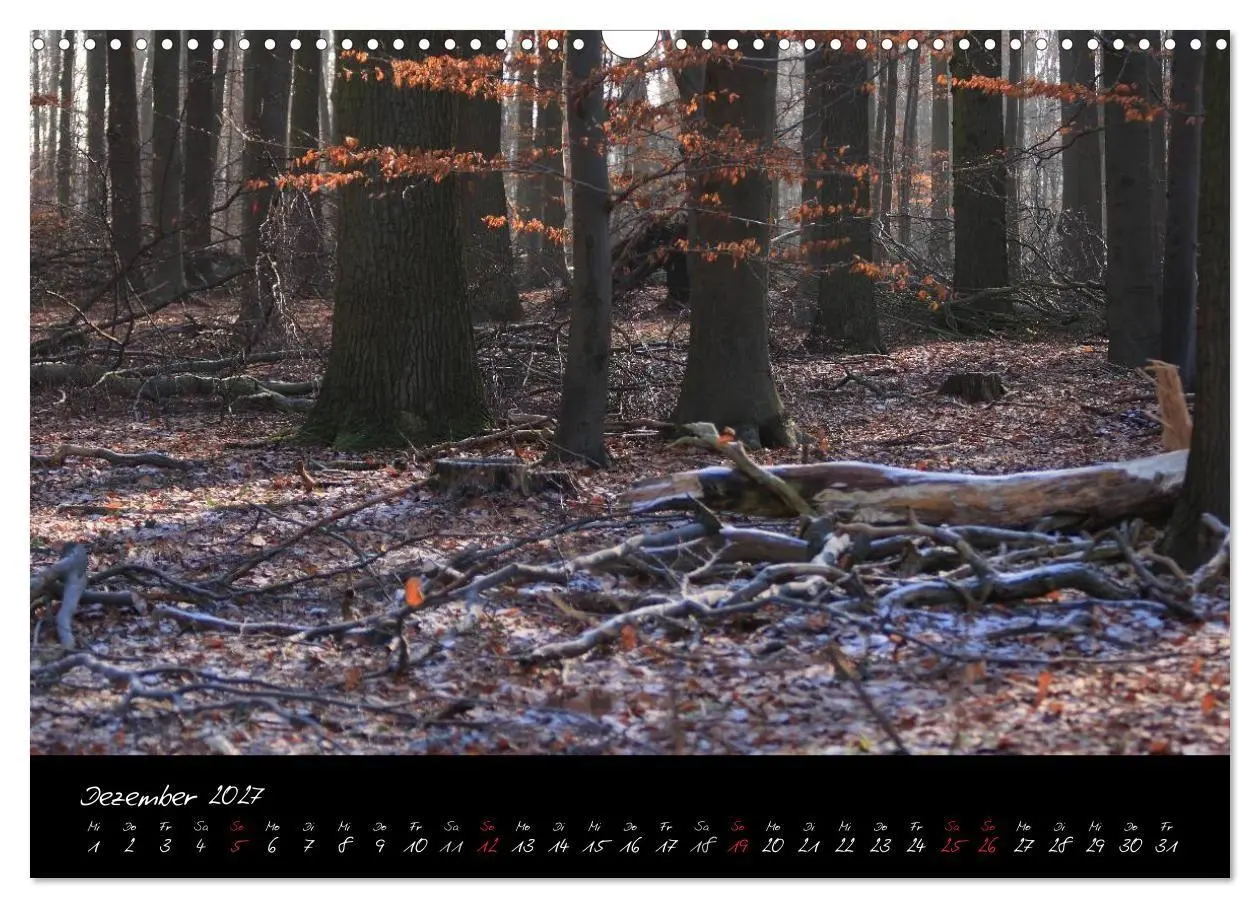 Bild: 9783594196793 | Wald (Wandkalender 2027 DIN A3 quer), CALVENDO Monatskalender | Gruse