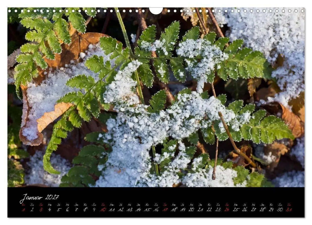 Bild: 9783594196793 | Wald (Wandkalender 2027 DIN A3 quer), CALVENDO Monatskalender | Gruse