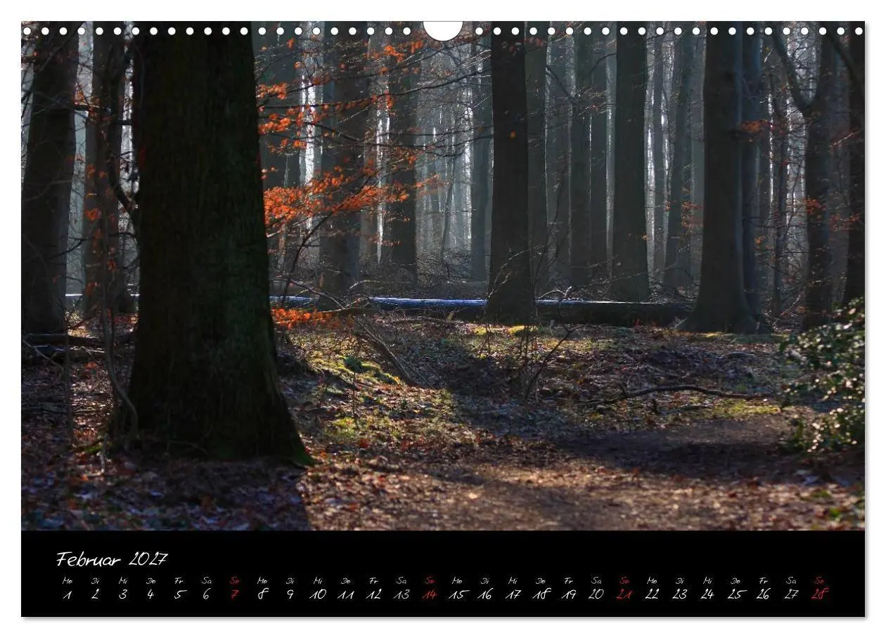 Bild: 9783594196793 | Wald (Wandkalender 2027 DIN A3 quer), CALVENDO Monatskalender | Gruse