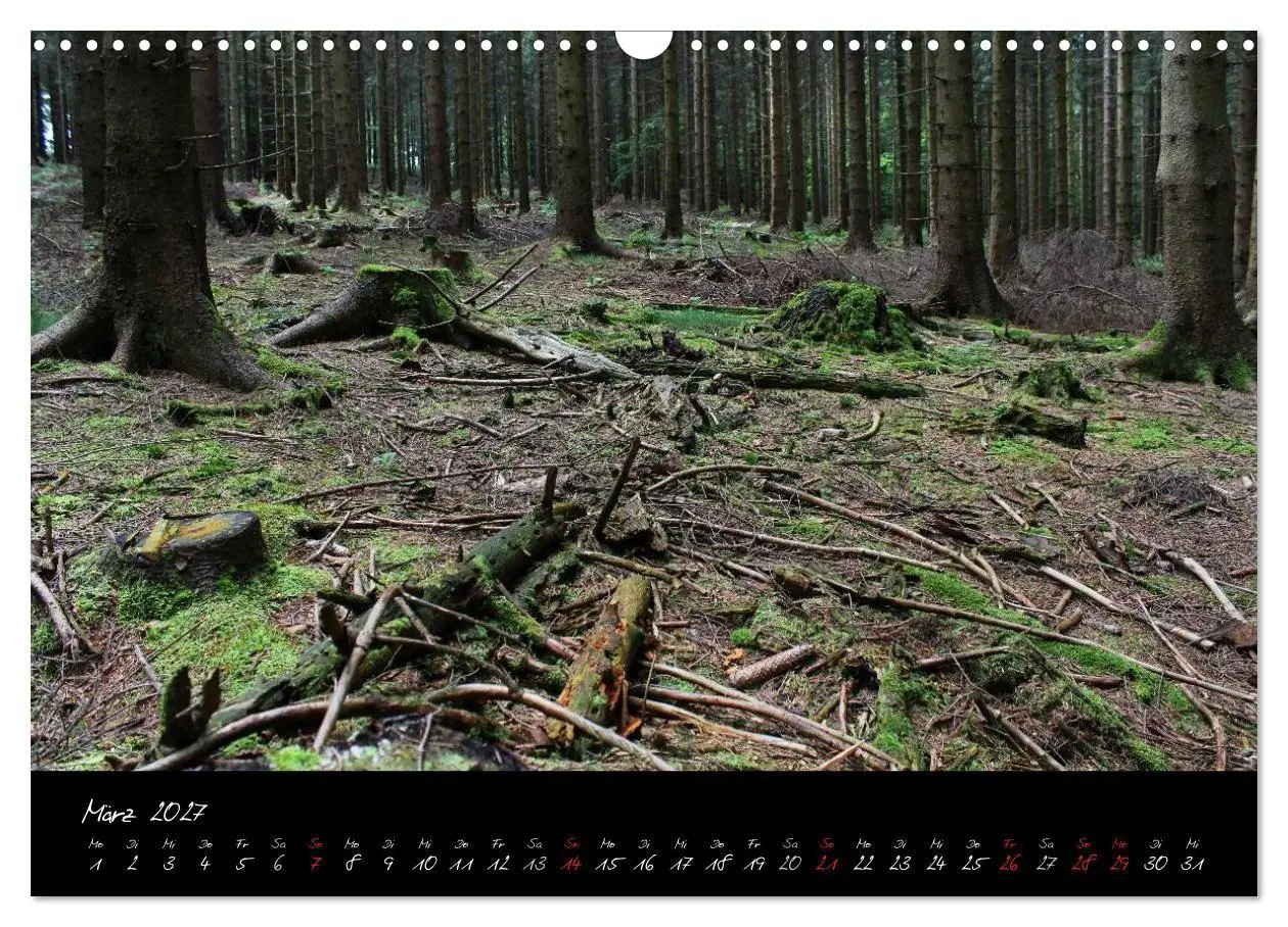 Bild: 9783594196793 | Wald (Wandkalender 2027 DIN A3 quer), CALVENDO Monatskalender | Gruse