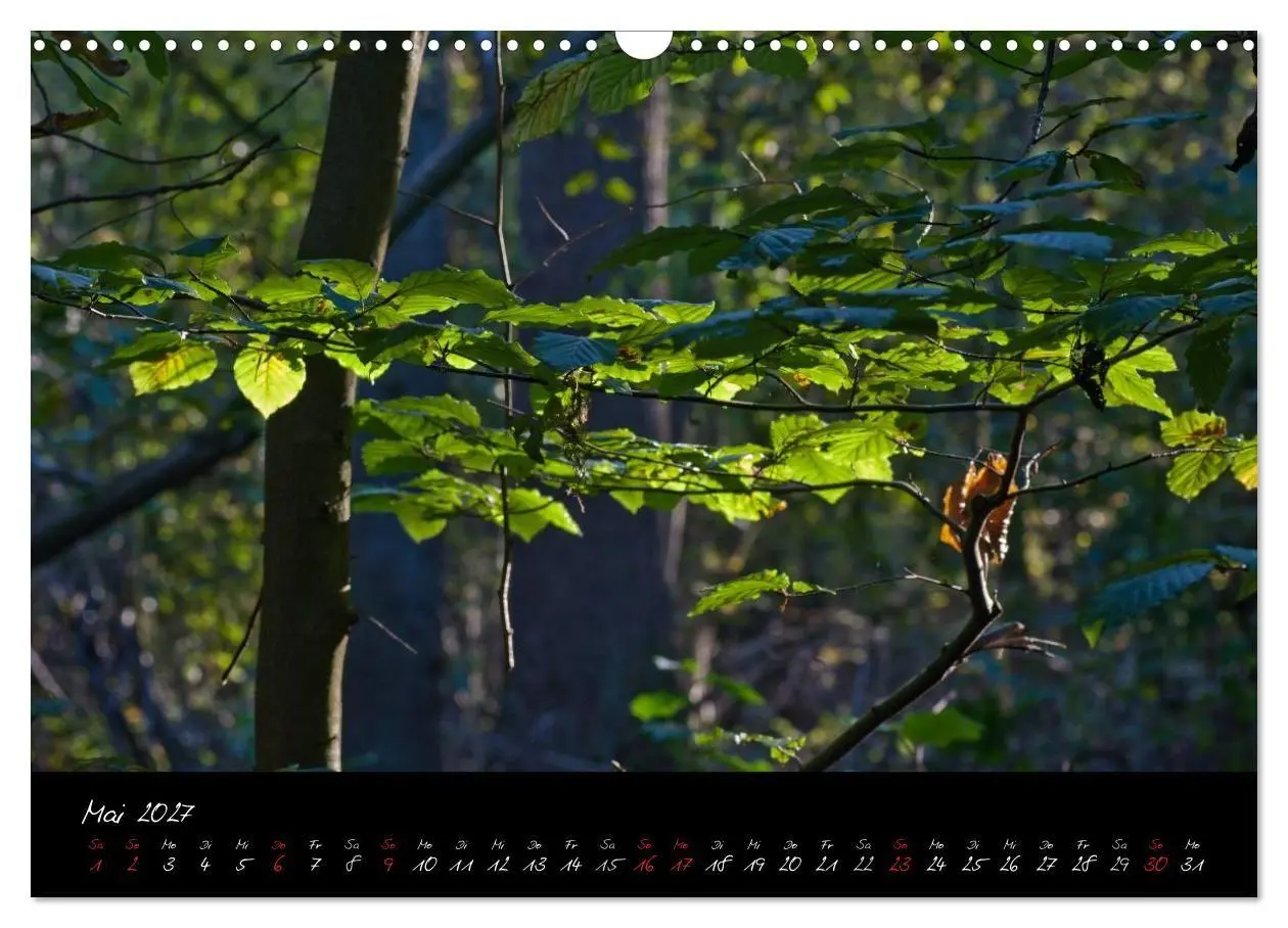 Bild: 9783594196793 | Wald (Wandkalender 2027 DIN A3 quer), CALVENDO Monatskalender | Gruse